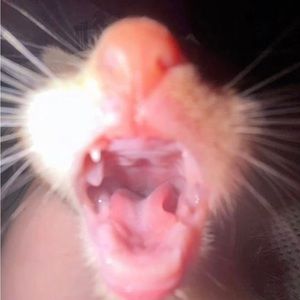 Meet your Posher, Will